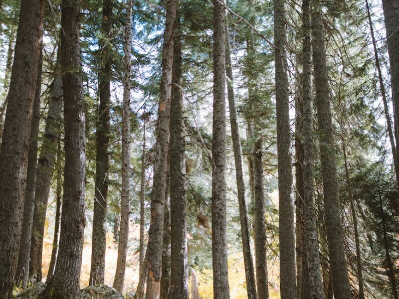 photo of forest during daytime