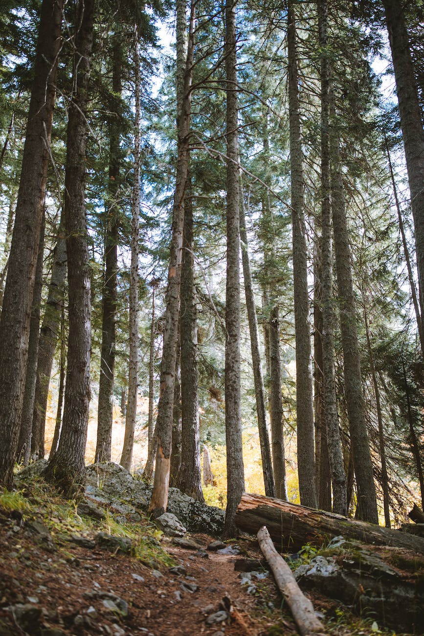 photo of forest during daytime